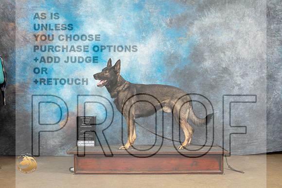 German Shepherd Dog #907 Sun RM Judge Patricia Pierce_MJ_9733_UKCLvwfeb23_HR3