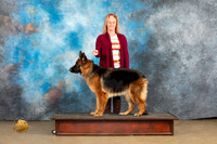 German Shepherd Dog #Zena