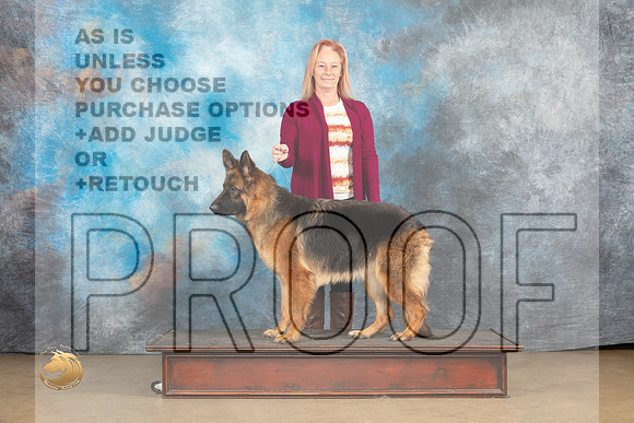 German Shepherd Dog #Zena_MJ_9668_UKCLvwfeb23_HR3