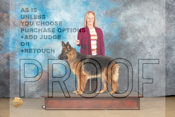 German Shepherd Dog #Zena_MJ_9669_UKCLvwfeb23_HR3