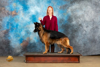German Shepherd Dog #Zeus Christina Eddins