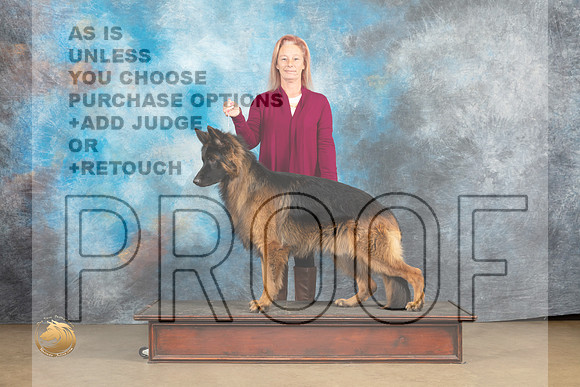 German Shepherd Dog #Zeus Christina Eddins_MJ_9654_UKCLvwfeb23_HR3