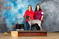 German Shorthaired Pointer #1116 Sun1 BFCh Judge Roland Pelland