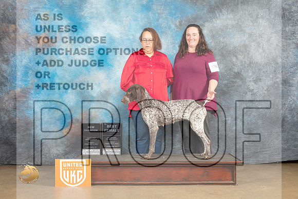 German Shorthaired Pointer #1116 Sun1 BFCh Judge Roland Pelland_MJ_9717_UKCLvwfeb23_HR3