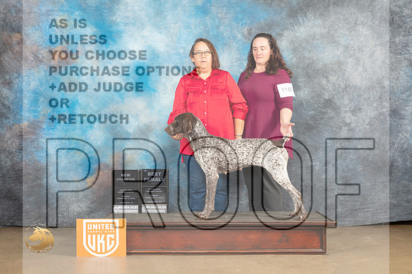 German Shorthaired Pointer #1116 Sun1 BFCh Judge Roland Pelland_MJ_9720_UKCLvwfeb23_HR3