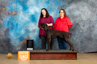 German Shorthaired Pointer #1118 Sat2 BMBOWCh Judge Debbie Mitchell