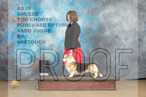Pembroke Welsh Corgi #176 Sat 1st Judge Tony Raposo_MJ_9680_UKCLvwfeb23_HR3