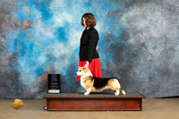 Pembroke Welsh Corgi #176 Sat 1st Judge Tony Raposo