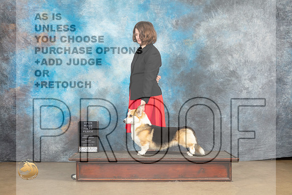 Pembroke Welsh Corgi #176 Sat 1st Judge Tony Raposo_MJ_9679_UKCLvwfeb23_HR3