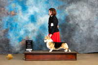 Pembroke Welsh Corgi #176 Sun RBM Judge Rick Gann