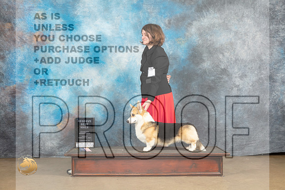 Pembroke Welsh Corgi #176 Sun RBM Judge Rick Gann_MJ_9748_UKCLvwfeb23_HR3