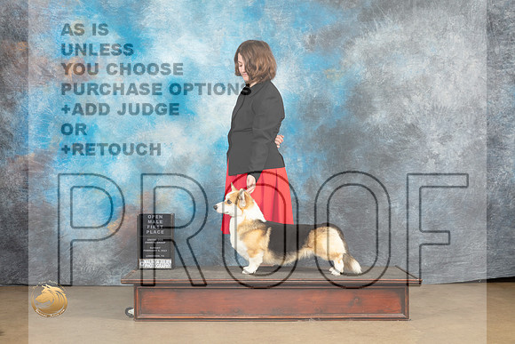 Pembroke Welsh Corgi #176 Sat 1st Judge Tony Raposo_MJ_9681_UKCLvwfeb23_HR3