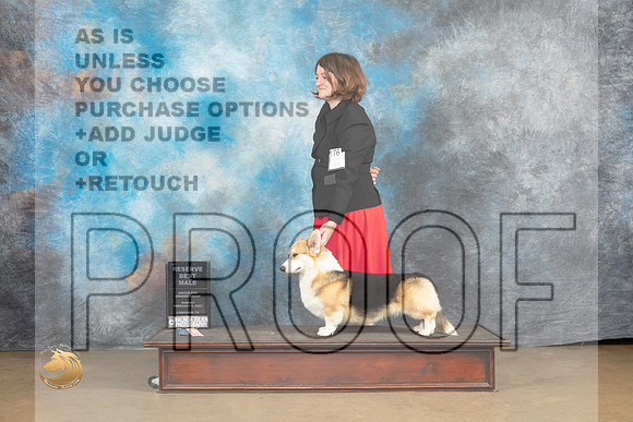 Pembroke Welsh Corgi #176 Sun RBM Judge Rick Gann_MJ_9750_UKCLvwfeb23_HR3