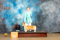 Pembroke Welsh Corgi #306 Sun G2 Judge Rick Gann