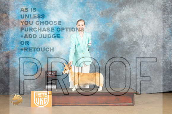 Pembroke Welsh Corgi #306 Sun G2 Judge Rick Gann_MJ_9757_UKCLvwfeb23_HR3