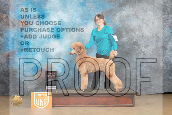 Poodle Std #224 Sun G2 Judge Roland Pelland_MJ_9763_UKCLvwfeb23_HR3