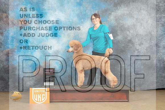 Poodle Std #224 Sun G2 Judge Roland Pelland_MJ_9764_UKCLvwfeb23_HR3