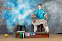 Poodle Std MC #1110 Sat BNOb G3 nojudge