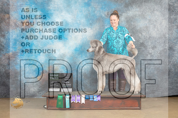 Poodle Std MC #1110 Sat BNOb G3 nojudge_MJ_9736_UKCLvwfeb23_HR3