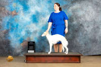 Silken Windhound #175 Sun CH