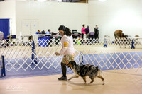 Australian Shepherd Sun S2 Ring  LR Hutto Feb 2013