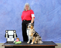 Australian Shepherd Total Dog x2 Mari Bailey LR Hutto Feb 2013