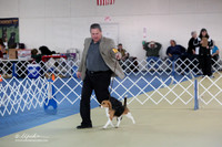 Beagle Sat S1 Ring LR Hutto Feb 2013