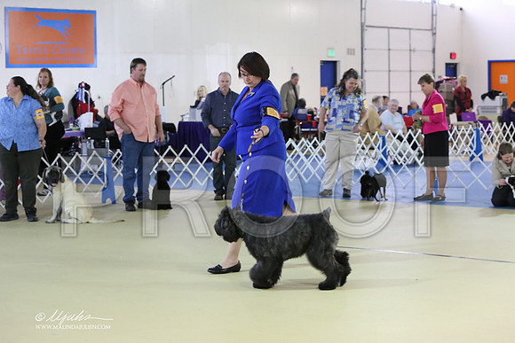 BISpup-4517-LR