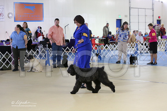 BISpup-4518-LR