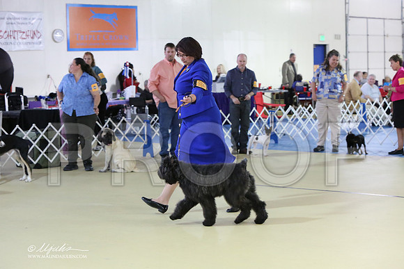 BISpup-4519-LR