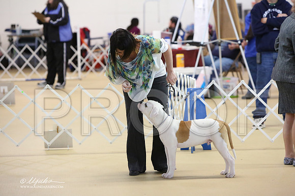 BISpup-9871-LR