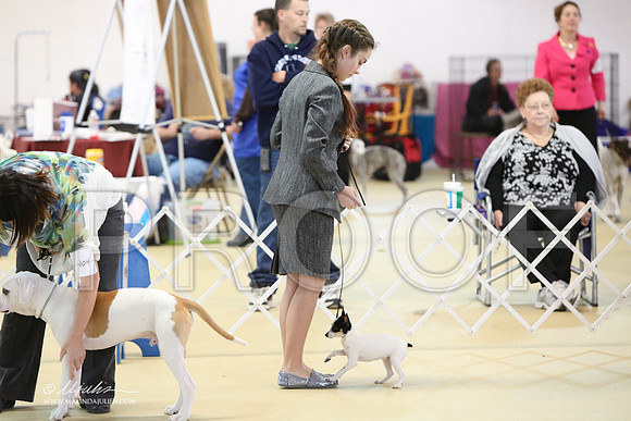 BISpup-9875-LR