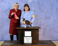 Boston Terrier Sat S2 RBIS Puppy Teresa Arnett Judge D Mitchell LR Hutto Feb 2013