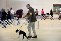 Boston Terrier Sun S1 Ring LR Hutto Feb 2013