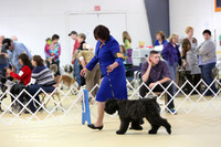 Bouvier des Flandres Sat S1 Ring LR Hutto Feb 2013