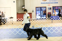 Bouvier des Flandres Sun S2 Ring LR Hutto Feb 2013