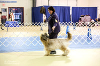 Briard Sun S2 Ring LR Hutto Feb 2013