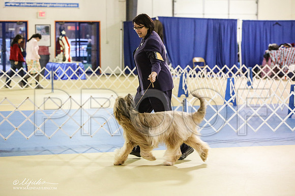 briard-1828-LR