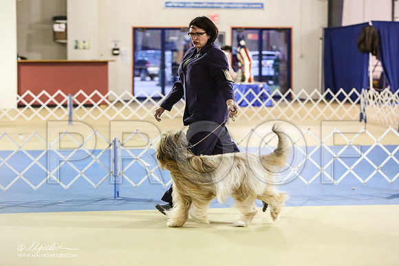 briard-1831-LR