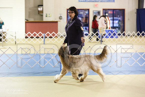 briard-1832-LR