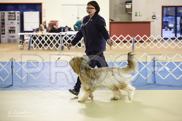 briard-1834-LR