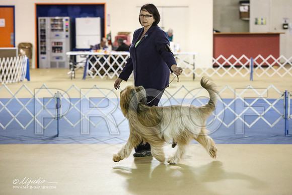 briard-1835-LR
