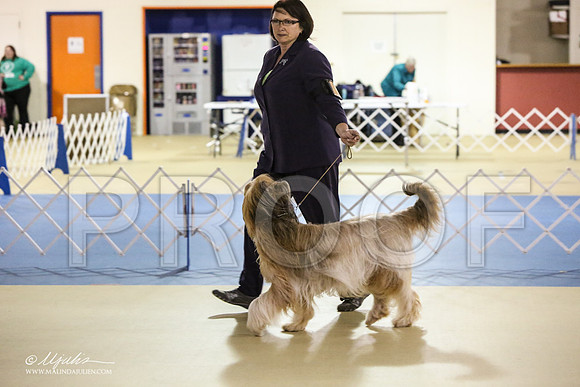 briard-1836-LR