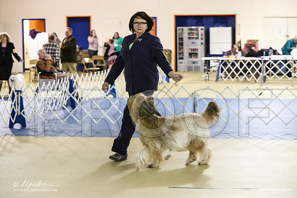 briard-1839-LR