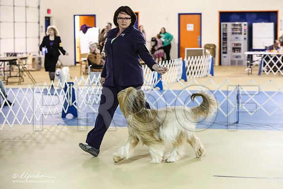 briard-1841-LR