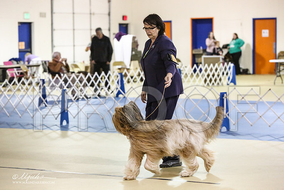 briard-1845-LR