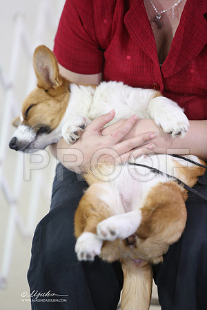 CorgPW-9631-LR