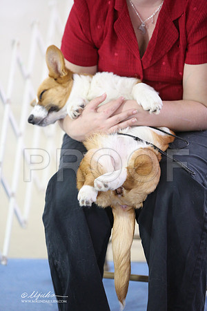 CorgPW-9634-LR