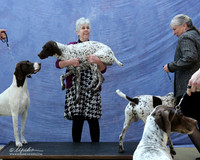 German Shorthaired Pointer Jennie Dunaway Custom LR Hutto Feb 2013
