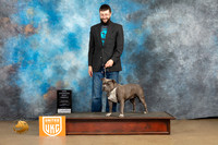 American Bully #244 Sun BF